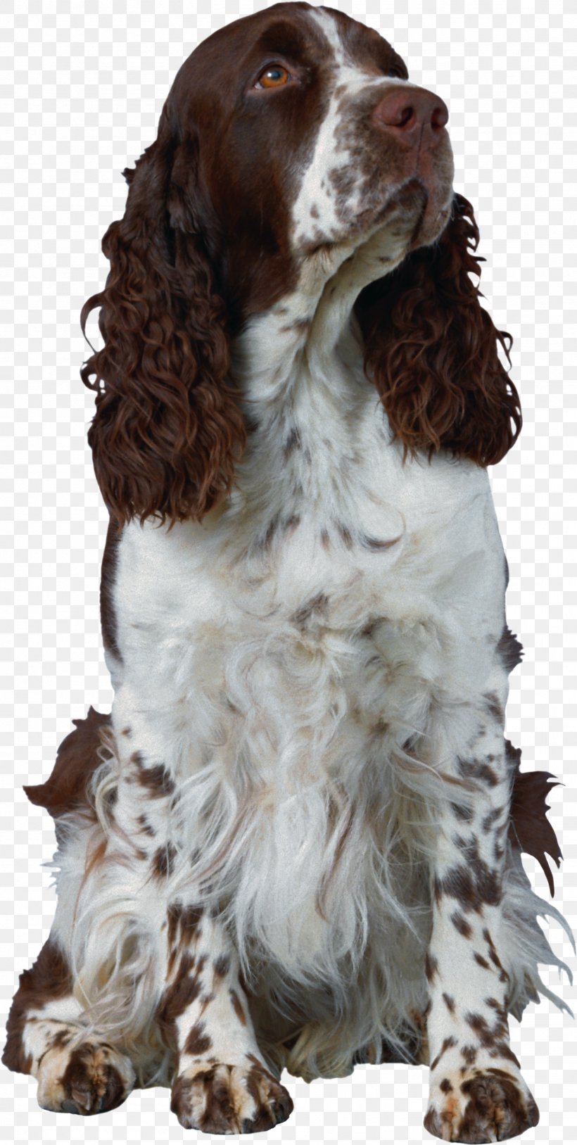 English Springer Spaniel Welsh Springer Spaniel English Cocker Spaniel French Spaniel Cavalier King Charles Spaniel, PNG, 1459x2896px, English Springer Spaniel, Animal, Breed, Carnivoran, Cavalier King Charles Spaniel Download Free