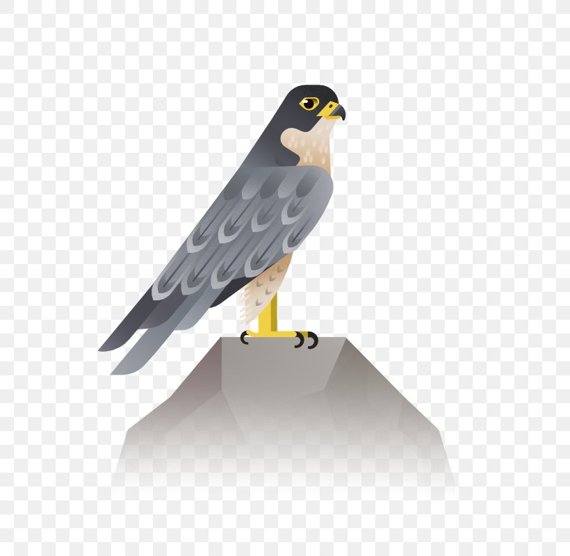 Bird Eagle Hawk Icon, PNG, 800x800px, Bird, Accipitriformes, Beak, Bird Of Prey, Eagle Download Free