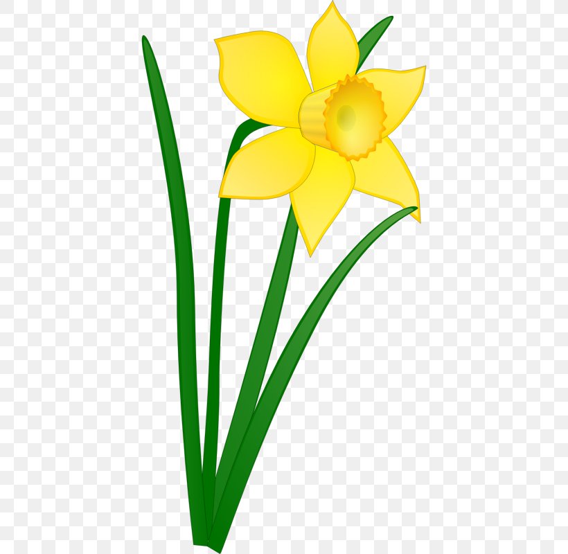 Daffodil Clip Art, PNG, 800x800px, Daffodil, Amaryllis Family, Bulb, Cut Flowers, Flora Download Free