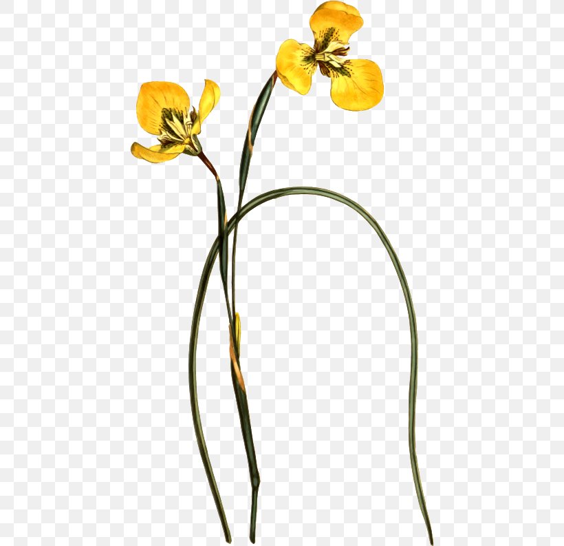 Flower Illustration Clip Art Drawing Image, PNG, 442x793px, Flower, Art, Art Museum, Bamboo Orchid, Botany Download Free
