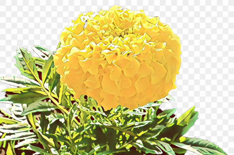 Flowers Background, PNG, 2448x1632px, Cartoon, Annual Plant, Cut Flowers, English Marigold, Flower Download Free