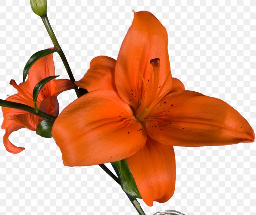 Snakes Orange Lily Red Yellow White, PNG, 1200x1011px, Snakes, Alstroemeriaceae, Amaryllis Belladonna, Amaryllis Family, Animal Download Free