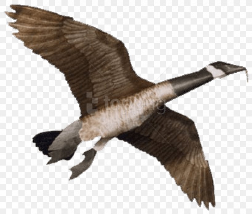 Giant Canada Goose Bird Kite, PNG, 850x724px, Goose, Beak, Bird, Canada Goose, Decoy Download Free