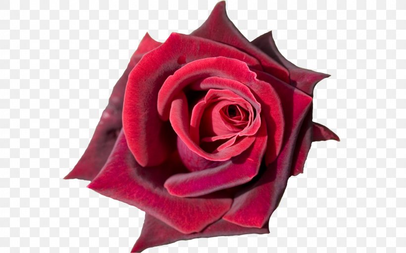 Rose Flower Bouquet Desktop Wallpaper Tulip, PNG, 1920x1200px, 4k Resolution, 8k Resolution, Rose, Cut Flowers, Display Resolution Download Free