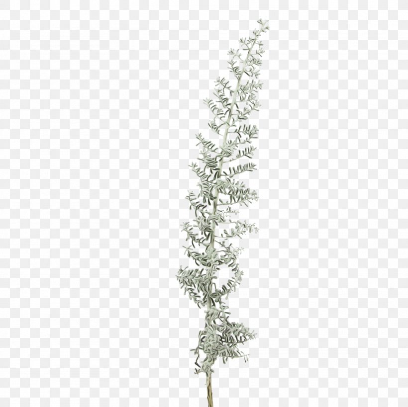 White Tree Plant Twig Branch, PNG, 1921x1920px, Watercolor, American Larch, Branch, Flower, Grass Download Free