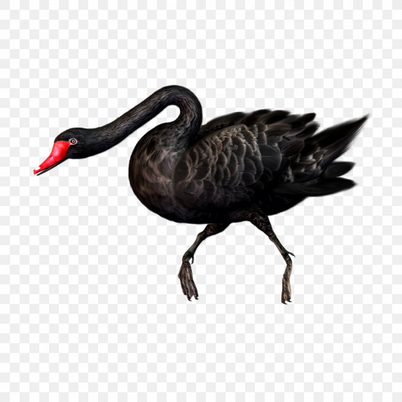 Black Swan Bird Clip Art, PNG, 1500x1500px, Black Swan, Beak, Bird, Cygnini, Display Resolution Download Free