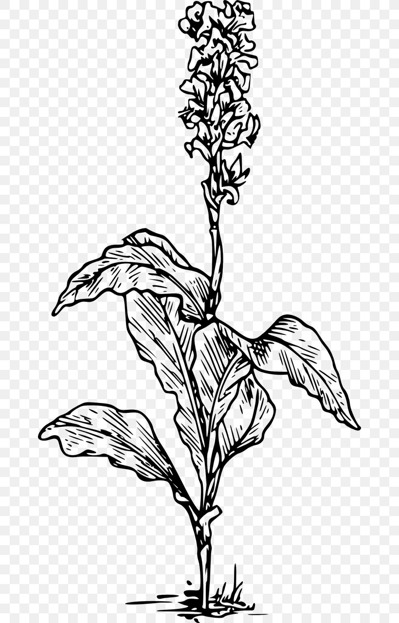 Drawing Canna Clip Art, PNG, 664x1280px, Drawing, Art, Artwork, Black And White, Branch Download Free