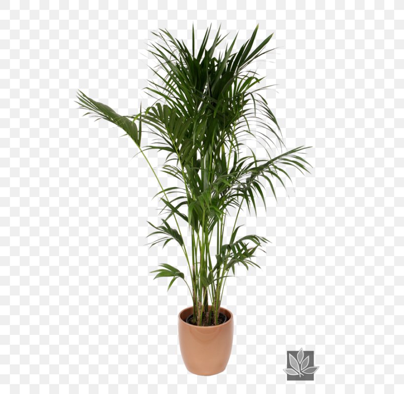 Howea Forsteriana Chamaedorea Elegans Arecaceae Plant Interscapes, PNG, 522x800px, Howea Forsteriana, Areca Palm, Arecaceae, Arecales, Artificial Flower Download Free
