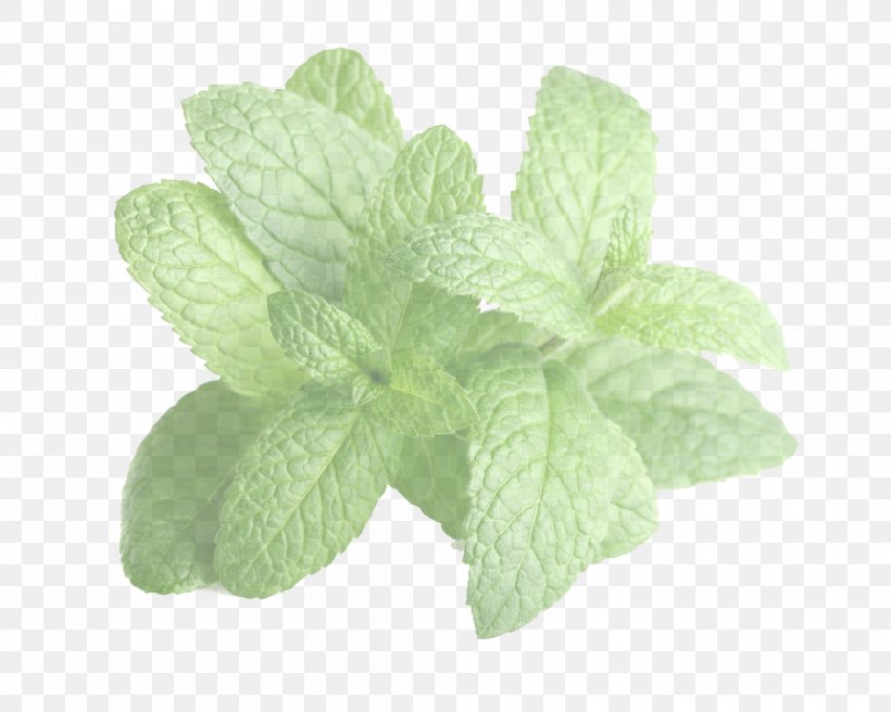 Leaf Plant Flower Herb Flowering Plant, PNG, 1000x800px, Leaf, Basil, Flower, Flowering Plant, Herb Download Free