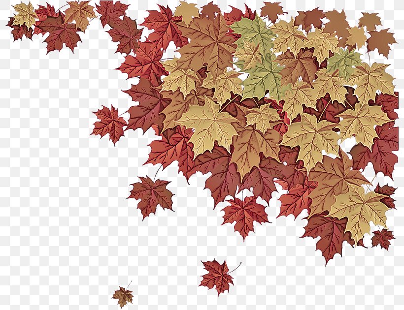 Maple Leaf, PNG, 800x630px, Leaf, Black Maple, Flower, Flowering Plant, Maple Download Free