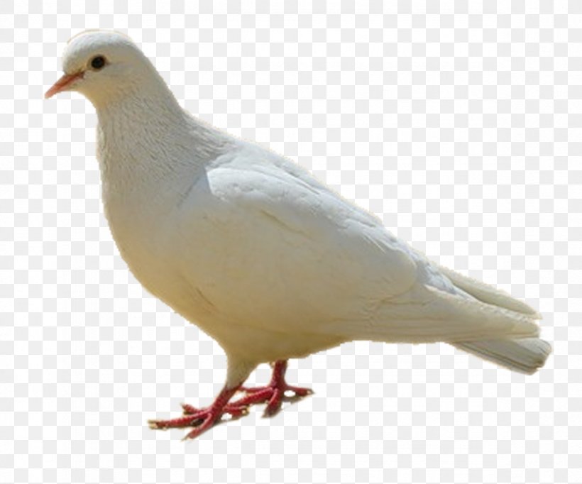 Rock Dove Homing Pigeon Columbidae Bird Colombe, PNG, 1184x985px, Rock Dove, Beak, Bird, Chicken, Colombe Download Free