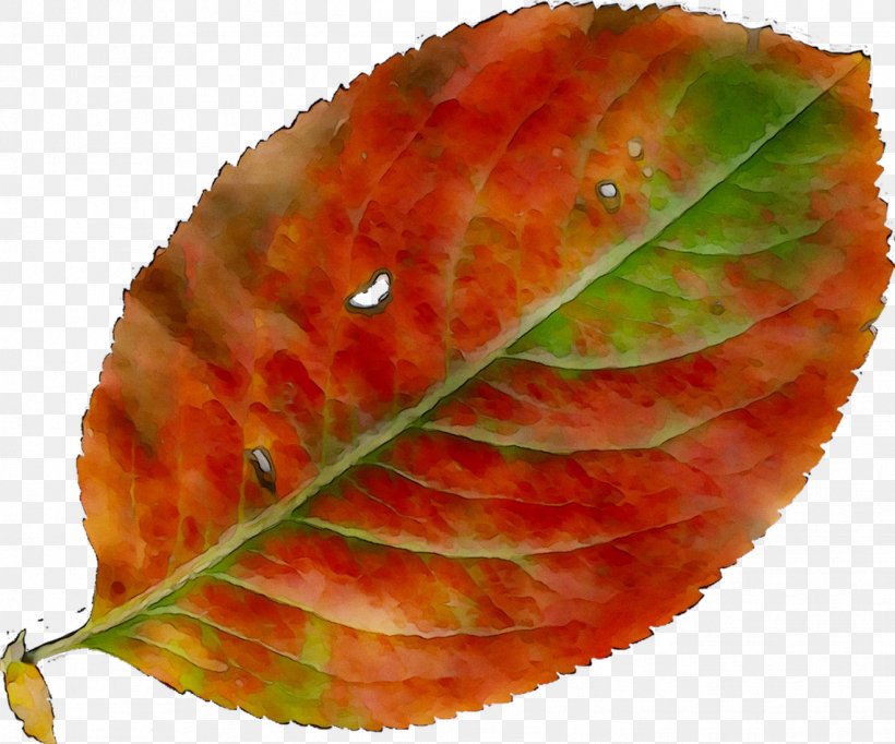 Leaf, PNG, 1318x1097px, Leaf, Autumn, Flower, Orange, Plant Download Free