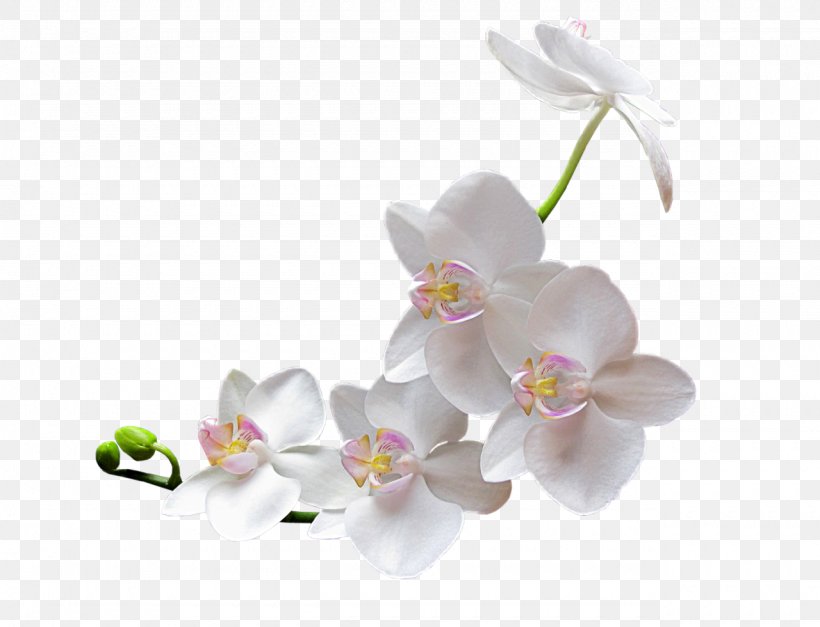 Orchids Clip Art, PNG, 1280x980px, Orchids, Blog, Blossom, Branch, Cherry Blossom Download Free