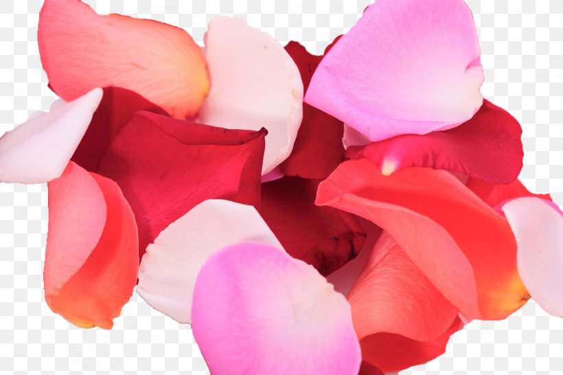 Petal Flower Garden Roses .de Desktop Wallpaper, PNG, 1920x1280px, Petal, Beach Rose, Cut Flowers, Flower, Flower Bouquet Download Free