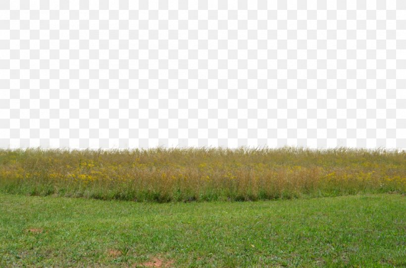 Stock Photography Grassland Pasture Grasses, PNG, 1098x727px, Stock Photography, Agriculture, Crop, Deviantart, Ecoregion Download Free