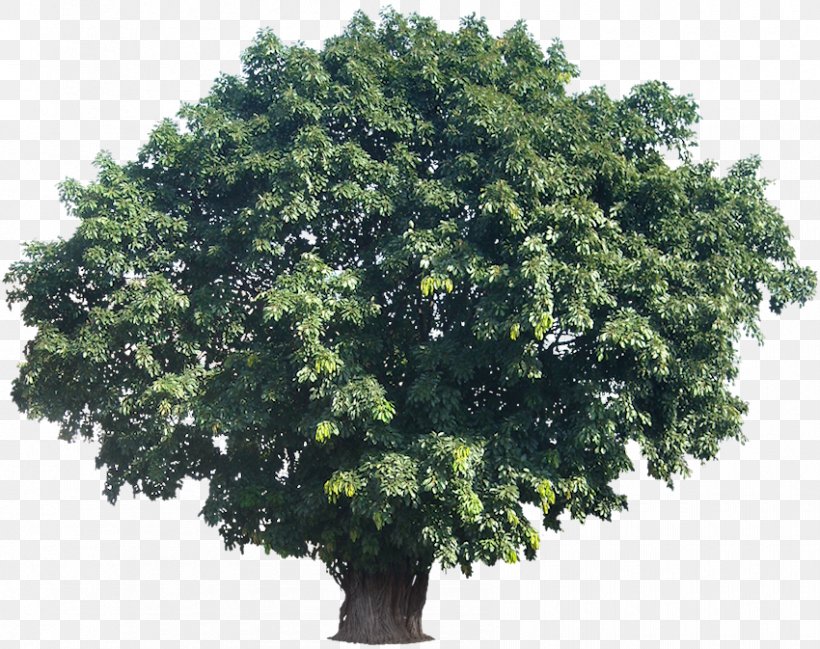 Tree Woody Plant Tropics Bilimbi, PNG, 850x673px, Tree, Bilimbi, Branch, Cinar Mahallesi Muhtarligi, Evergreen Download Free