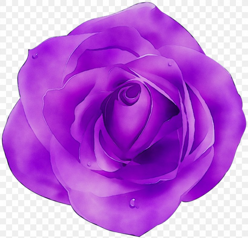 Garden Roses Cabbage Rose Violet Color Pink, PNG, 1032x989px, Garden Roses, Cabbage Rose, Color, Cut Flowers, Death Download Free