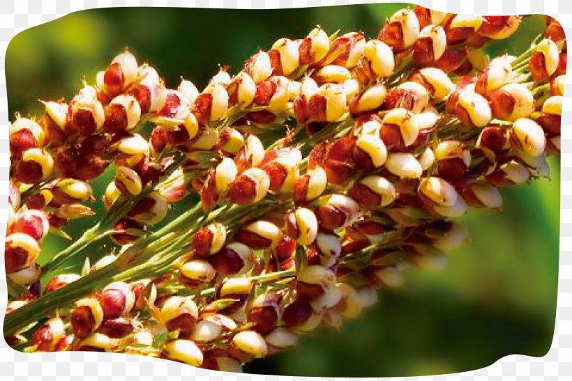 Quinoa Plant Pseudocereal Seed, PNG, 2560x1708px, Quinoa, Amaranth, Annual Plant, Cereal, Chenopodium Download Free