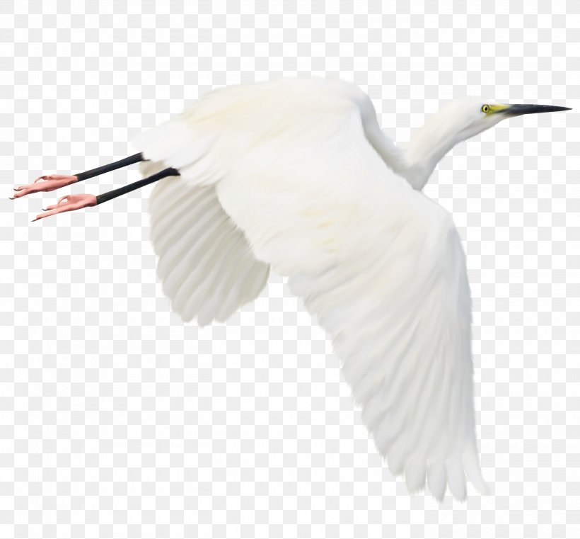 Bird Heron White Stork Egret, PNG, 2800x2600px, Bird, Beak, Ciconiiformes, Crane Like Bird, Ducks Geese And Swans Download Free