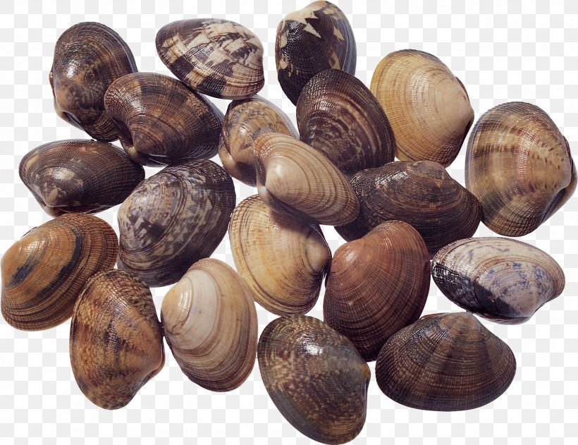 Clam Mussel Great Wall Seafood LA Shellfish, PNG, 1847x1423px, Clam, Animal Source Foods, Clams Oysters Mussels And Scallops, Cockle, Conchology Download Free