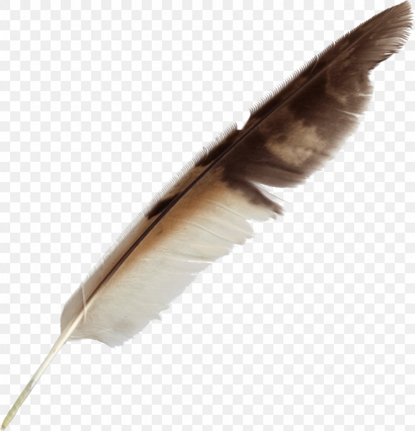 Feather Bird Quill Pen, PNG, 913x949px, Feather, Bird, Burette, Feathered Hair, Peafowl Download Free
