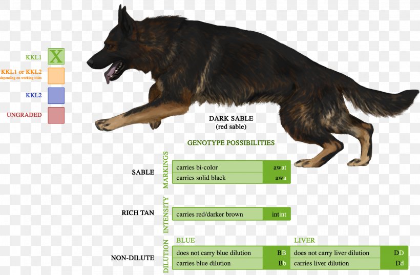 German Shepherd Dog Breed Shiloh Shepherd Dog Puppy English Toy Terrier Png 2326x1525px German Shepherd Advertising