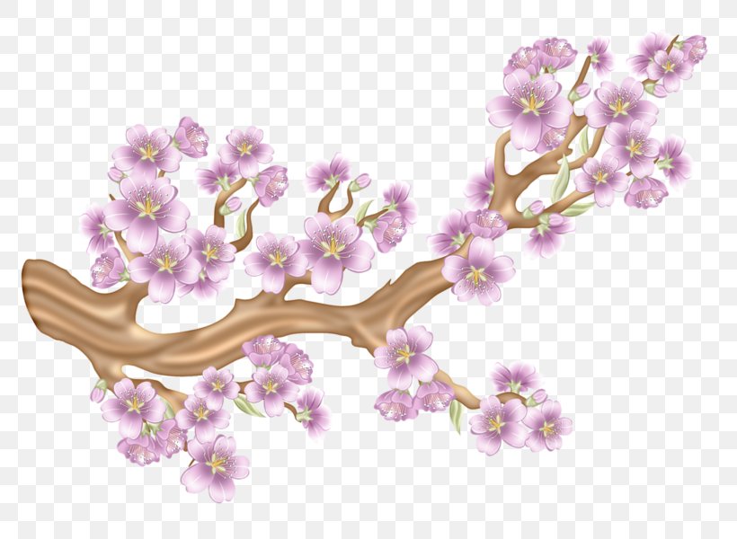 China Cherry, PNG, 800x600px, China, Blossom, Branch, Cherry, Cherry Blossom Download Free