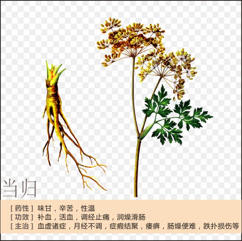Female Ginseng Herbalism Chinese Herbology Menstruation, PNG, 1181x1181px, Female Ginseng, Art, Branch, Chinese Herbology, Disease Download Free