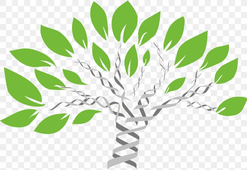 Genealogy Genealogical DNA Test Family Tree DNA, PNG, 1280x884px, Genealogy, Ancestor, Ancestrycom Inc, Black And White, Branch Download Free