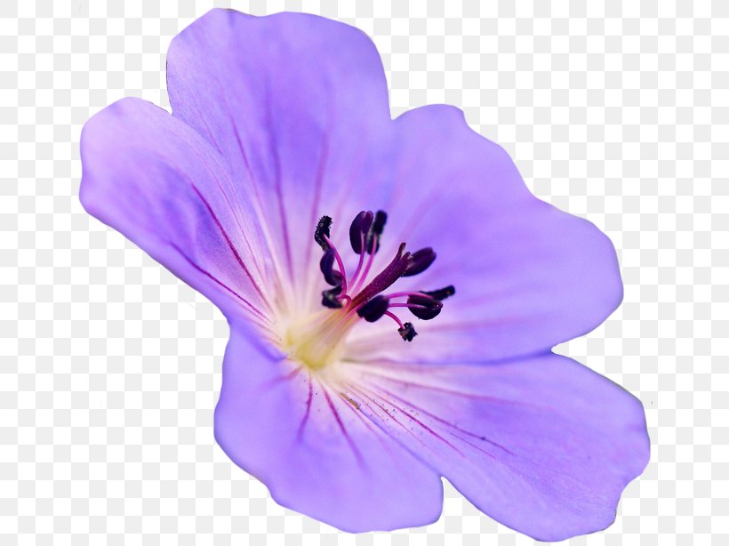Gerbera Jamesonii Flower Purple, PNG, 648x614px, Gerbera Jamesonii, Annual Plant, Blog, Blue, Flower Download Free