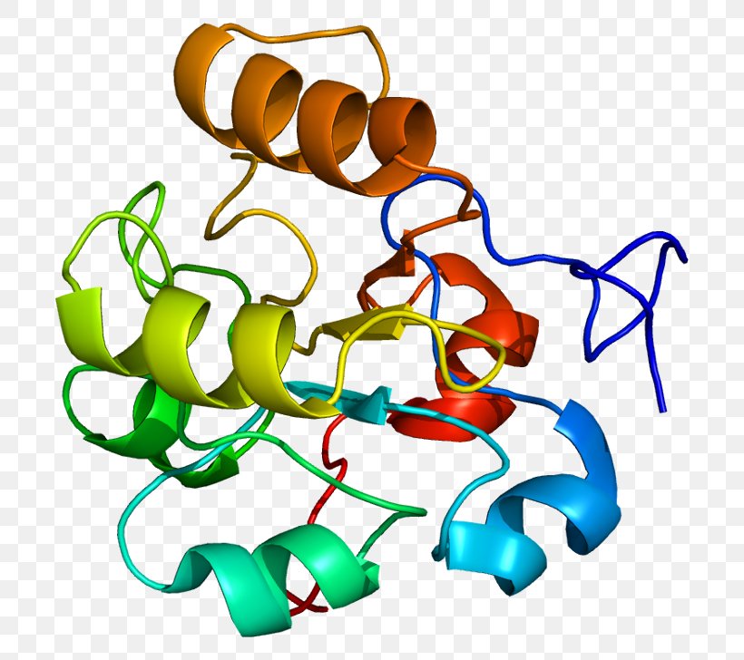 DUSP6 Protein Dual-specificity Phosphatase Human, PNG, 748x728px, Protein, Animal Figure, Area, Artwork, Calcineurin Download Free