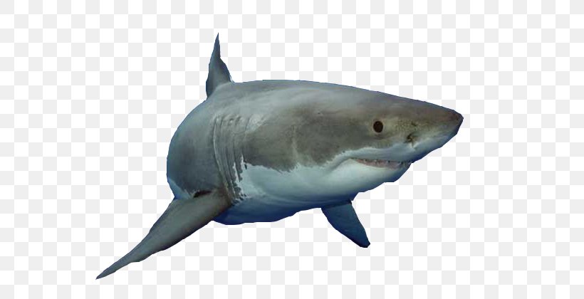 Great White Shark Fish Animalien Ugalketa, PNG, 650x420px, Shark, Blue Shark, Cartilaginous Fish, Designer, Fauna Download Free