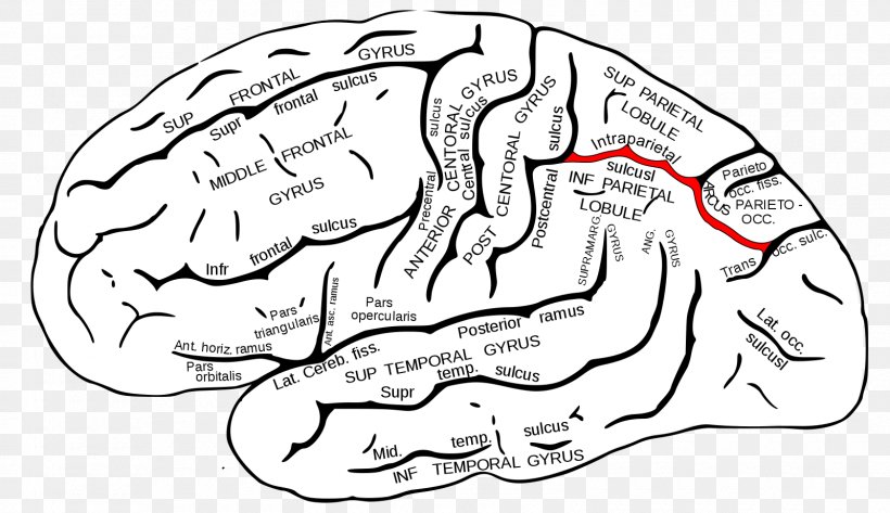 Intraparietal Sulcus Parietal Lobe Central Sulcus Frontal Lobe, PNG, 1600x924px, Watercolor, Cartoon, Flower, Frame, Heart Download Free