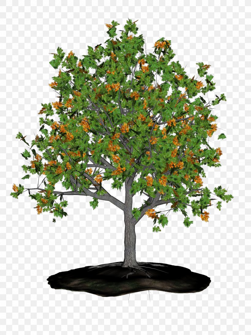 Clip Art Tree Image Desktop Wallpaper, PNG, 1500x2000px, Tree, Bonsai, Branch, Evergreen, Flowerpot Download Free