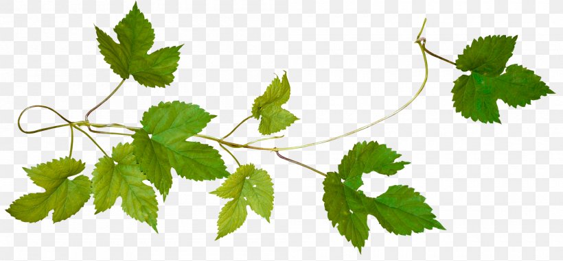 Tree Cut Vine Virginia Creeper Android, PNG, 2000x931px, Tree Cut, Android, Branch, Flower, Grape Leaves Download Free