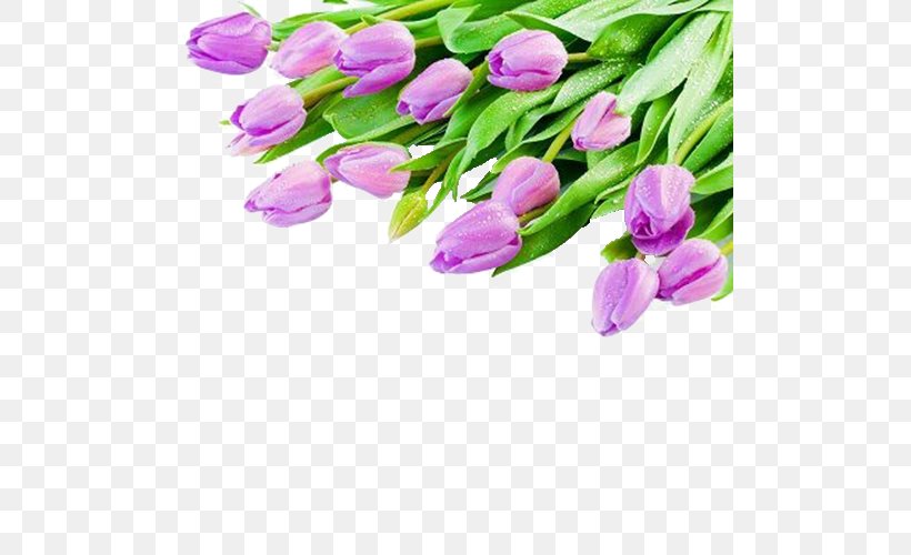 Tulip White Violet Flower Bouquet Wallpaper, PNG, 500x500px, Tulip, Color, Cut Flowers, Desktop Metaphor, Flower Download Free