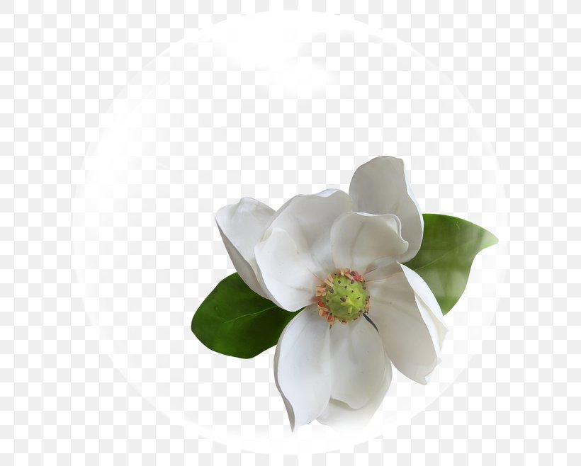 Cape Jasmine Flower White, PNG, 650x658px, Cape Jasmine, Bubble, Cut Flowers, Flower, Flowering Plant Download Free