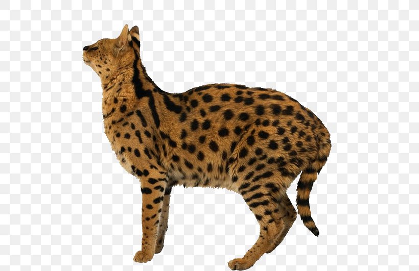 Leopard Tiger Cheetah Felidae Lion, PNG, 497x531px, Leopard, Animal, Big Cats, Black Panther, Carnivoran Download Free