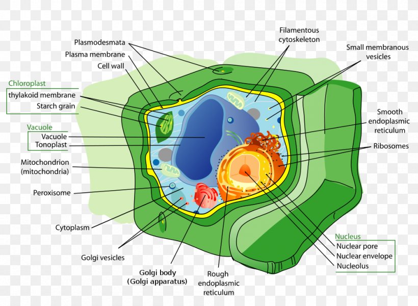 Plant Cell Animal Organelle, PNG, 1000x732px, Watercolor, Cartoon, Flower, Frame, Heart Download Free