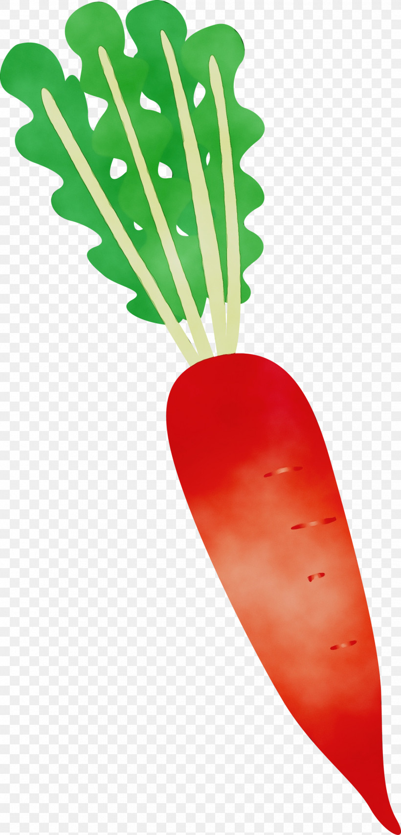 Plant Stem Vegetable Radish Fruit Plants, PNG, 1442x2999px, Radish, Biology, Fruit, Paint, Plant Stem Download Free