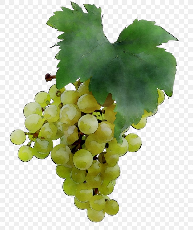 Sultana Common Grape Vine Seedless Fruit Verjuice, PNG, 1061x1264px, Sultana, Common Grape Vine, Currant, Extract, Flower Download Free