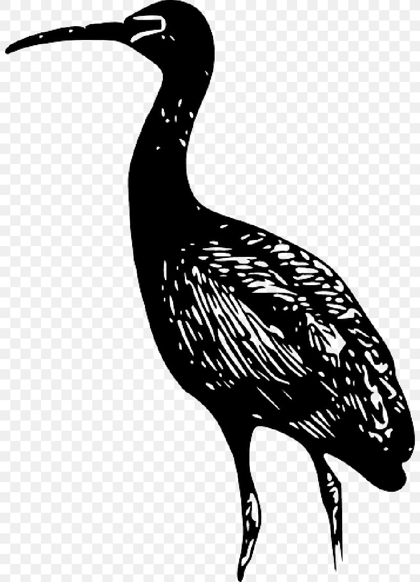 Bird Clip Art Vector Graphics Ibis Line Art, PNG, 800x1135px, Bird, Bald Eagle, Beak, Bird Flight, Bird Nest Download Free