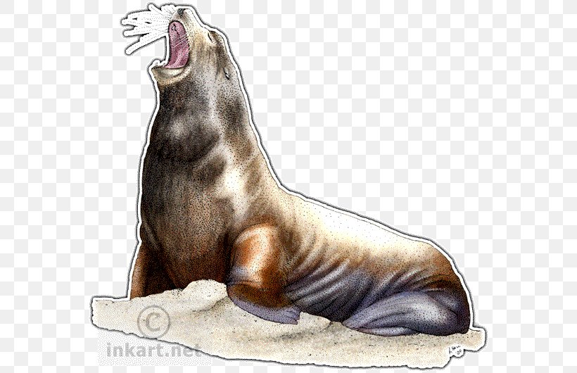 California Sea Lion Walrus Seals & Sea Lions Drawing Steller Sea Lion, PNG, 570x530px, California Sea Lion, Animal, Carnivoran, Cat, Cat Like Mammal Download Free