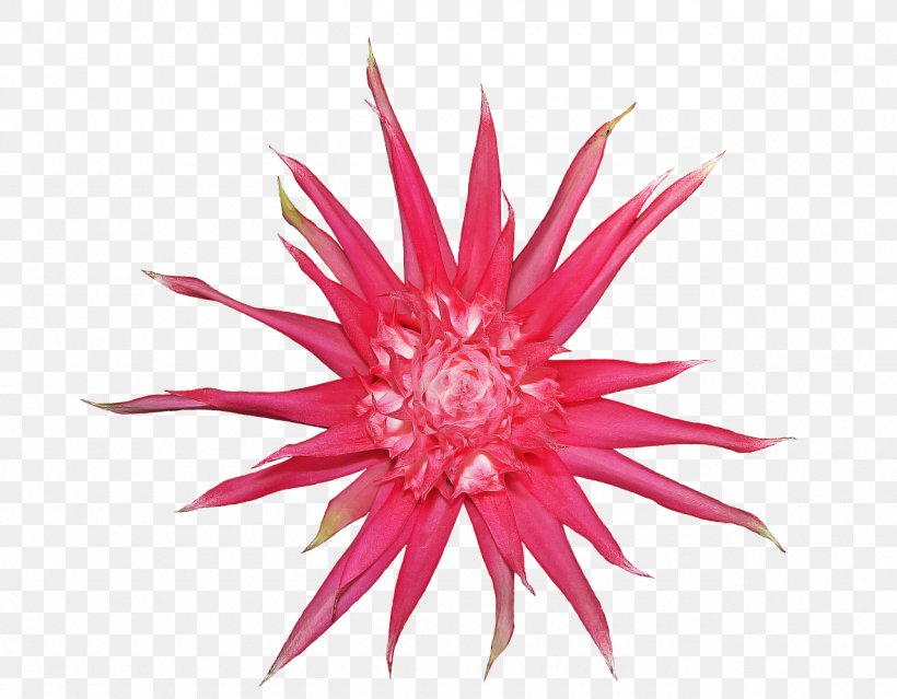 Clip Art Image Stock Photography, PNG, 1280x998px, Stock Photography, Bromeliads, Flower, Flowering Plant, Magenta Download Free