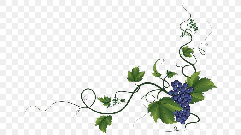 Common Grape Vine Wine Grape Leaves Decorative Borders, PNG, 670x460px, Common Grape Vine, Berry, Branch, Decorative Borders, Flora Download Free
