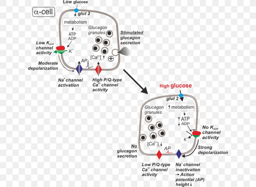 Glucagon Secretion Alpha Cell ATP-sensitive Potassium Channel, PNG, 640x600px, Glucagon, Alpha Cell, Area, Atpsensitive Potassium Channel, Cell Download Free