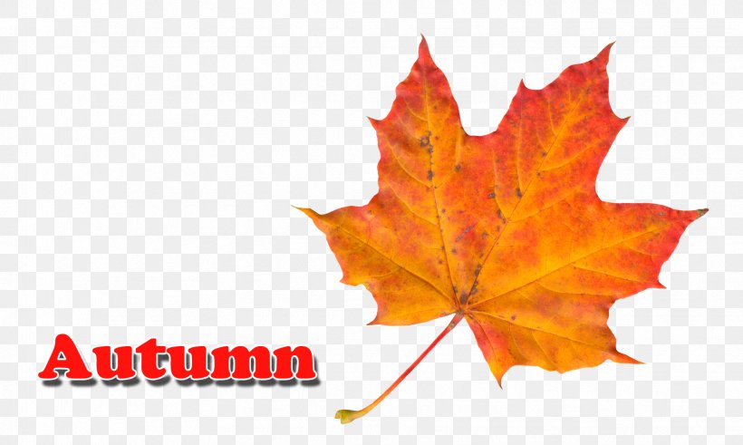 Maple Leaf Autumn Leaf Color, PNG, 1764x1058px, Maple Leaf, Autumn, Autumn Leaf Color, Autumn Leaves, Display Resolution Download Free
