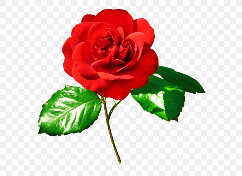 Rose Red Leaf Clip Art, PNG, 627x596px, Rose, Bud, China Rose, Cut Flowers, Floribunda Download Free