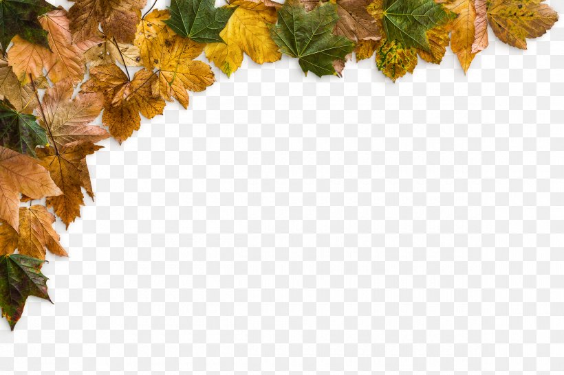 Yellow Maple Leaves, PNG, 2400x1600px, Autumn, Blanket, Deciduous, Dots Per Inch, Grass Download Free