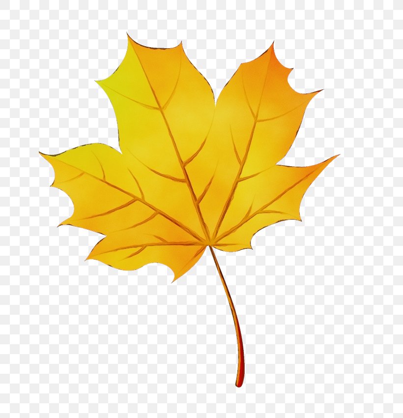 Autumn Tree Silhouette, PNG, 662x850px, Watercolor, Autumn, Black Maple, Deciduous, Digital Art Download Free